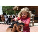Lasten Hevonen Amadeus Small